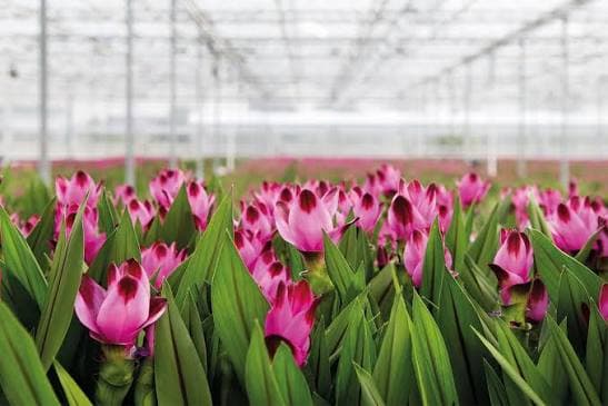 KP Holland