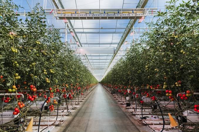 Schenkeveld
