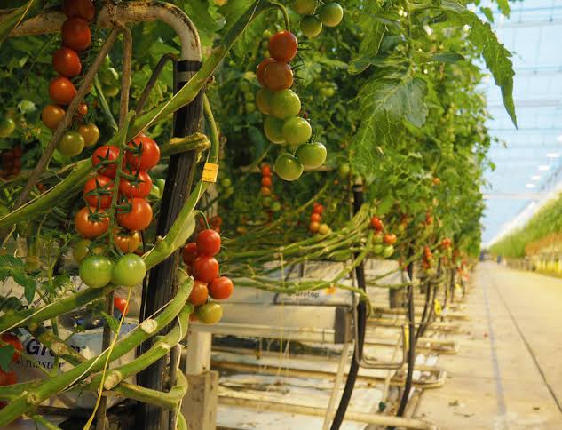 Lema Tomaten
